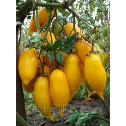 ЗОЛОТАЯ КАНАРЕЙКА