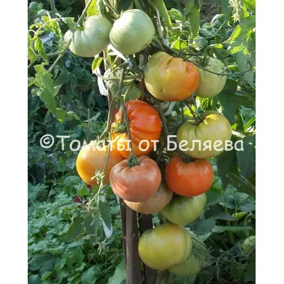 ДЕРЕВЕНСКИЙ