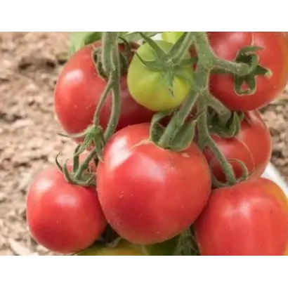 ПУШИСТИК КРАСНЫЙ