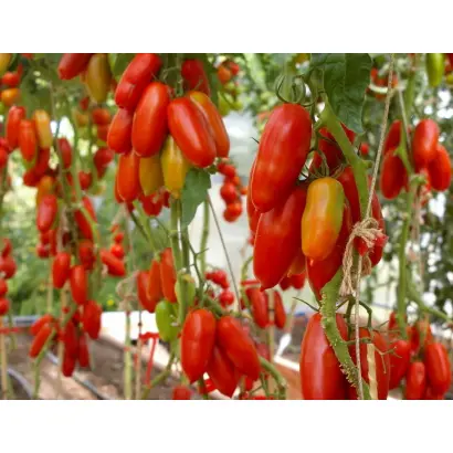 ДАМСКИЙ КАПРИЗ