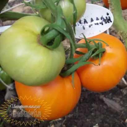 МАДЖЭЛЛАНО