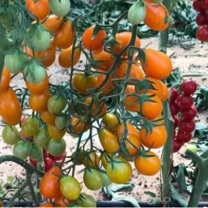 ЧЕРРИСАВВА