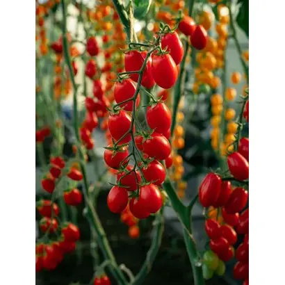 ЧЕРРИОТ ЮРИЯ