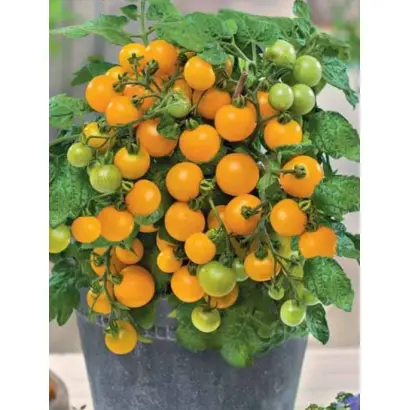 ЖЕМЧУЖИНА ОРАНЖЕВАЯ