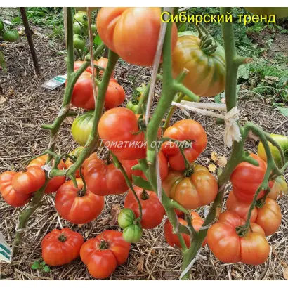 СИБИРСКИЙ ТРЕНД