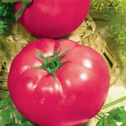 РОЗОВЫЙ НАЛИВ