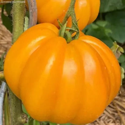 ИНЖИРНЫЙ МЕДОВЫЙ