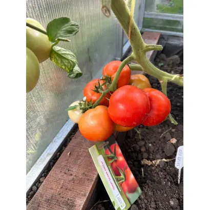 ХАЛИФ- АИСТ