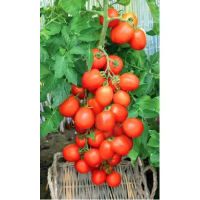 ПРЕСТИЖНЫЙ