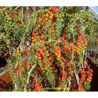 КРАСНАЯ ЯГОДА