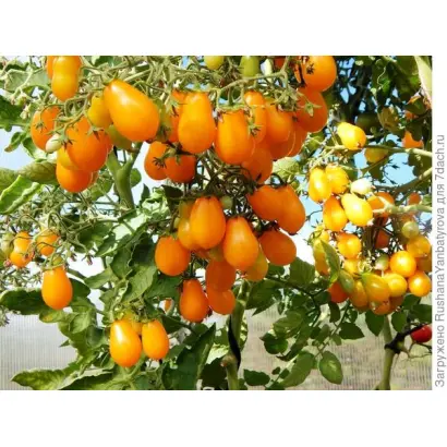 ГРУШКА МЕДОВАЯ