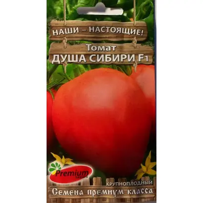 ДУША СИБИРИ