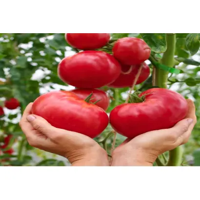 ГОРДОСТЬ ЗАСТОЛЬЯ