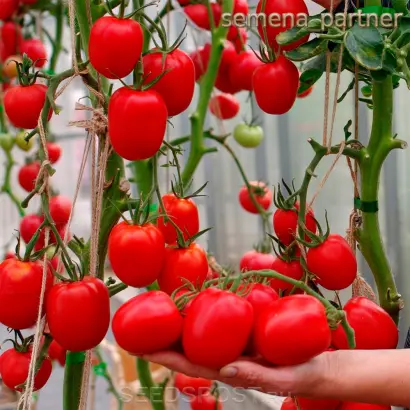 ВЕЛИКОСВЕТСКИЙ