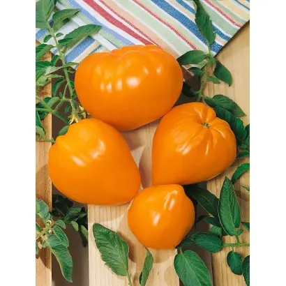 БЫЧЬЕ СЕРДЦЕ ОРАНЖЕВОЕ