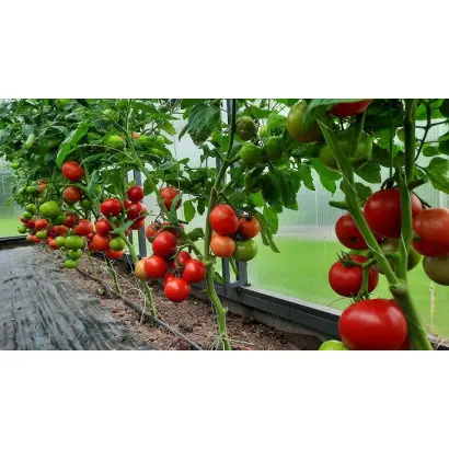 ВИДИМО-НЕВИДИМО