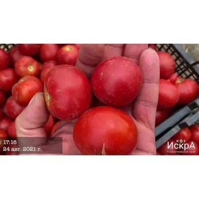 ГРАУНДФОРС