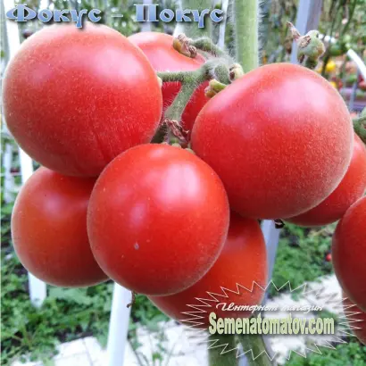 ФОКУС-ПОКУС