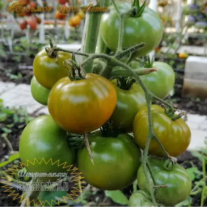 ВОСЬМОЕ ЧУДО СВЕТА