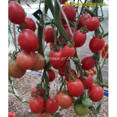 ДЕ БАРАО ЦАРСКИЙ