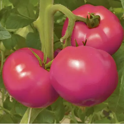 ПЕРСПЕКТИВА