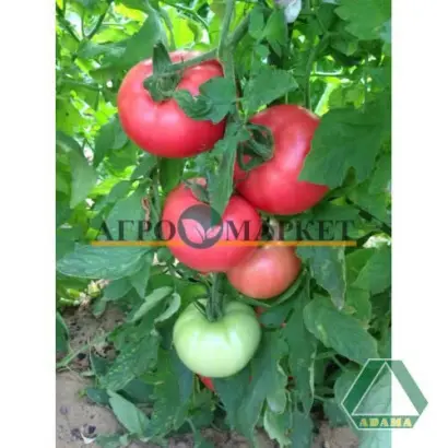 МАЛИНОВЫЙ ЭДЕМ