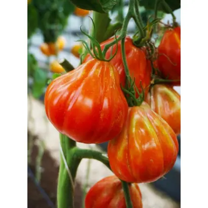 КРАСНЫЕ ДОЛЬКИ