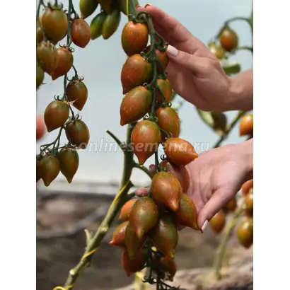 ГРАНАТОВАЯ КАПЛЯ