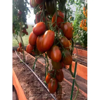 БУРАЯ ГРОЗДЬ