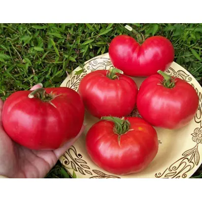 КРАСНЫЙ СЛОН