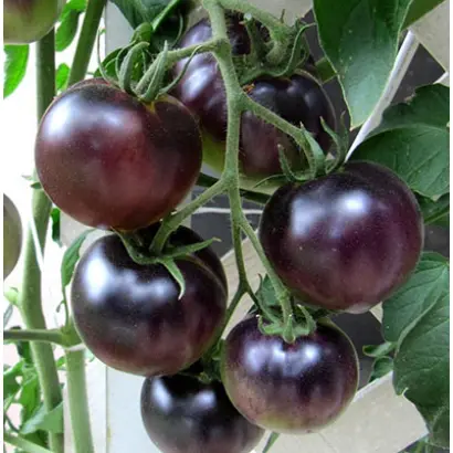 ГОЛУБАЯ ЛАГУНА