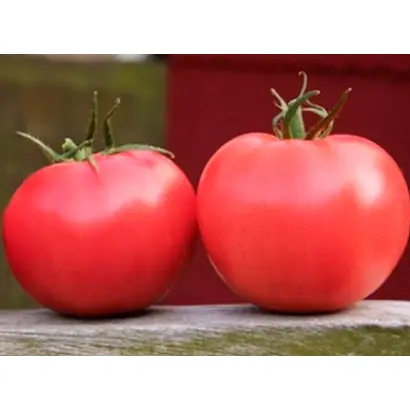 ЛЕТНИЙ РУМЯНЕЦ