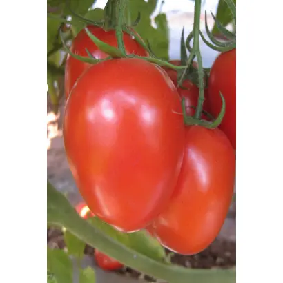 ТЕРМИНАТОР