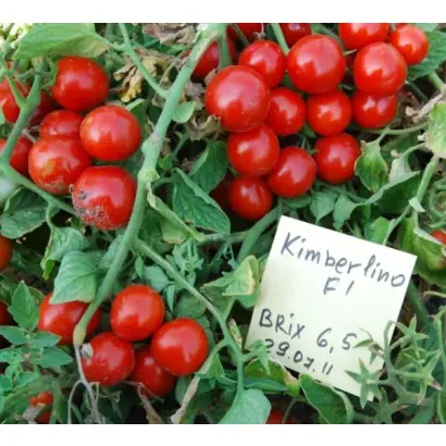 КИМБЕРЛИНО