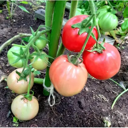 МАЛИНОВЫЙ БОГАТЫРЬ