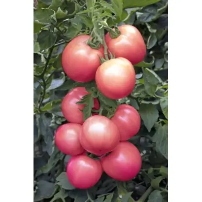 МАЛИНОВОЕ ЭСКИМО