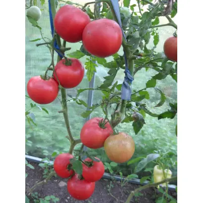 МАЛИНОВЫЙ ЖЕЛАННЫЙ