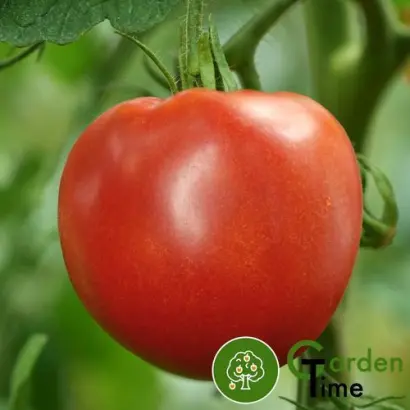 МЕДЕНО СРЦЕ