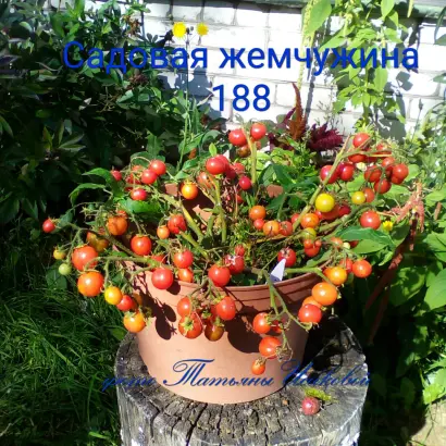 САДОВАЯ ЖЕМЧУЖИНА