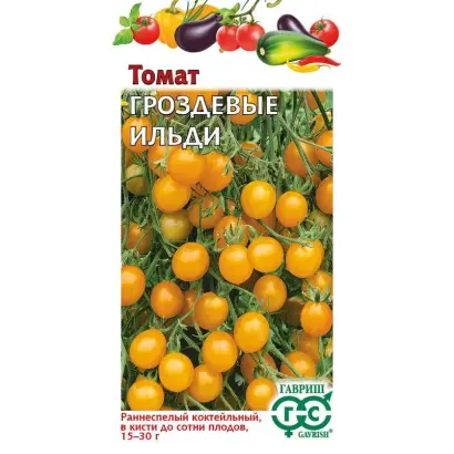 ГРОЗДЕВЫЕ ИЛЬДИ