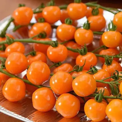 ОРАНЖЕВАЯ ГИРЛЯНДА