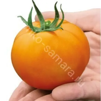 НАРАНЖЕСТИ