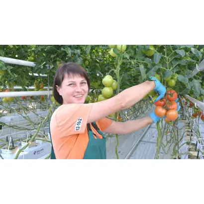 КЛАД ОВОЩЕВОДА