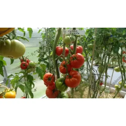 СУПЕРБОМБА