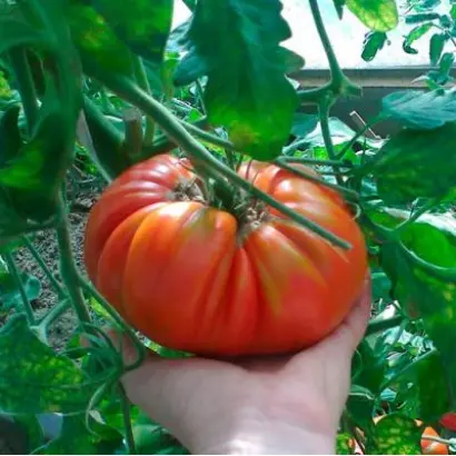 МАРШАЛ ПОБЕДА