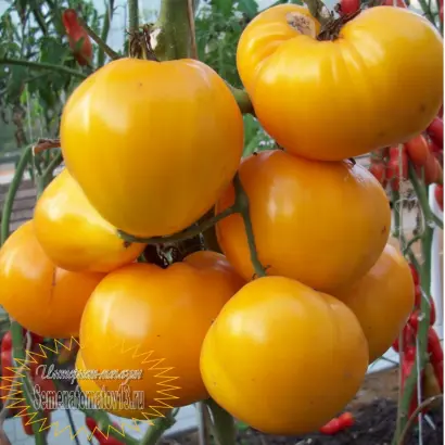 АЛТАЙСКИЙ МЕД