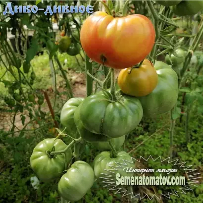 ДИВО ДИВНОЕ