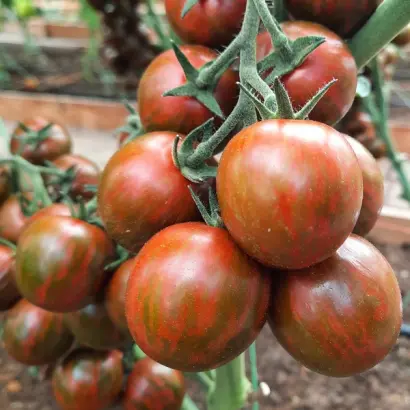 ПОЛОСАТЫЙ РЕЙС