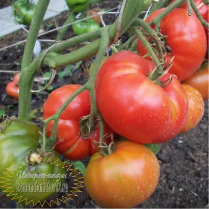 АЛТАЙСКИЙ БОГАТЫРЬ