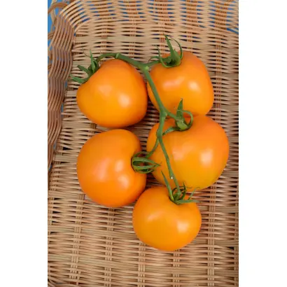 ЗОЛОТЦЕ ПАНЧЕВА